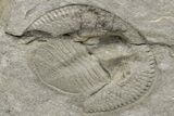Trinucleid (Declivolithus) Trilobite With Pos/Neg #227871-4